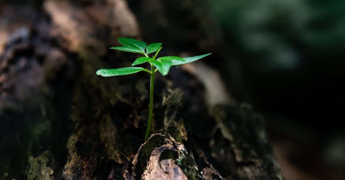 descubre el concepto de resiliencia, su definición, sus aplicaciones en la vida cotidiana y cómo desarrollar esta cualidad esencial para superar los obstáculos y adaptarse a los desafíos.